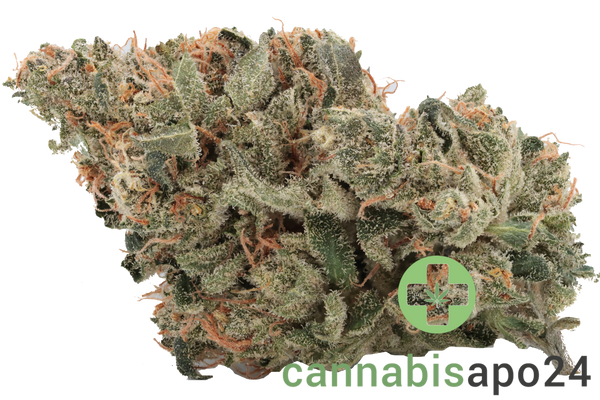 CM Indica classic NM