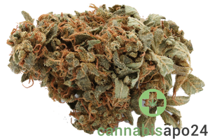 Cannamedical Sativa classic - Ghost Train Haze