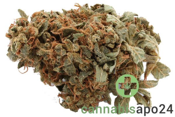 Cannamedical Sativa classic - Ghost Train Haze