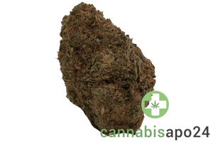 Canify Exodus Cheese 18/1