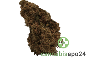 Canify Flos 22/1 UY PDB - Purple Dog Bud