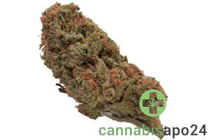 Canify 25/1 CO Ku. Kush Mints