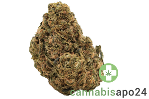 Canify Flos 20/1 UY - Big Buddah