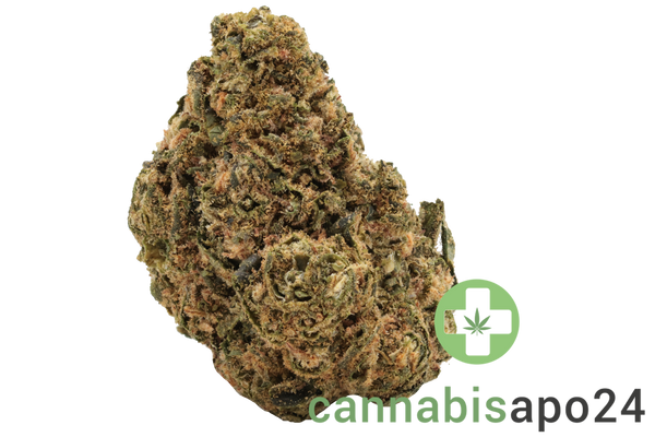 Canify Flos 20/1 UY - Big Buddah