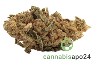 Canify Flos 20/1 UY GG - Gorilla Glue