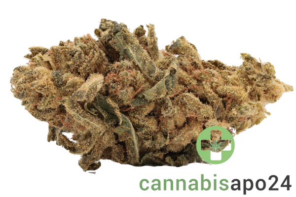 Canify Flos 20/1 UY GG - Gorilla Glue