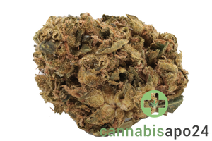 Canify Flos 20/1 UY PDB - Purple Dog Bud