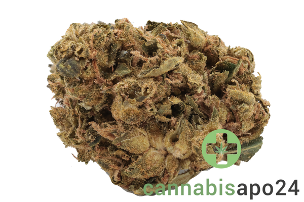 Canify Flos 20/1 UY PDB - Purple Dog Bud