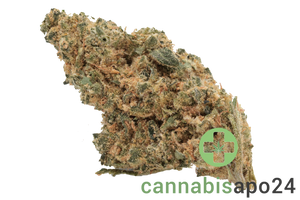 CannabiStada GAB 25