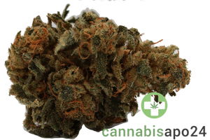 Cannamedical Balanced forte Mango Haze