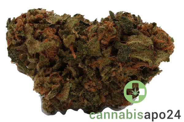 Cannamedical CM 24/1 ICM - Incredible Milk