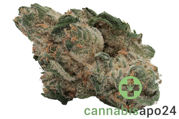 Cannamedical Hybrid forte NG - Jealousy