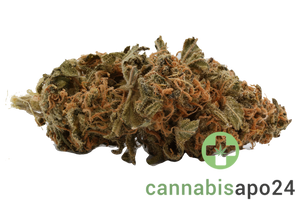 Cannamedical Sativa Forte NM - Gelato Dream