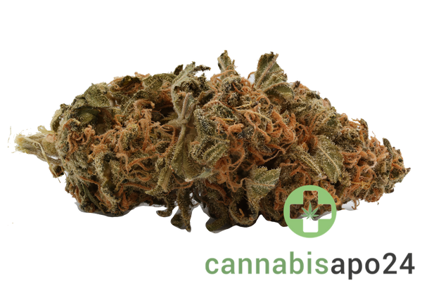 Cannamedical Sativa Forte NM - Gelato Dream