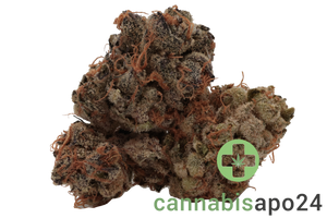 Cookies 22/1 HR Hawaiian Rain