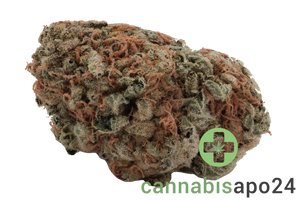 Cookies 22/1 MD Medellin