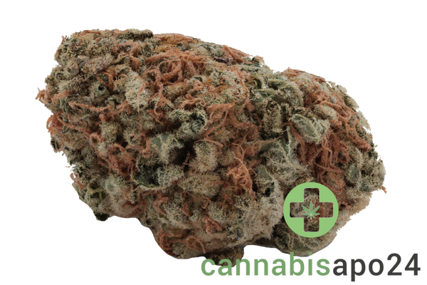 Cookies 22/1 MD Medellin