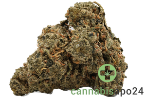 Costa Canna Dynamics - fortissimo
