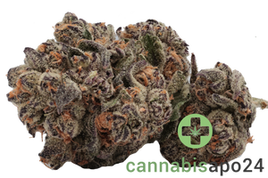 IMC GGA THC22 Purple Grape