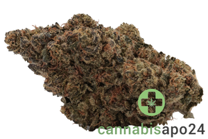 IMC GL41 THC 20 Gelato 41