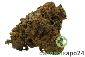 IMC THC 22 T01 Hindu Kush