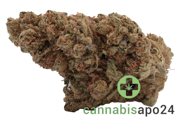 IMC TB THC 24 Tropicana Banana