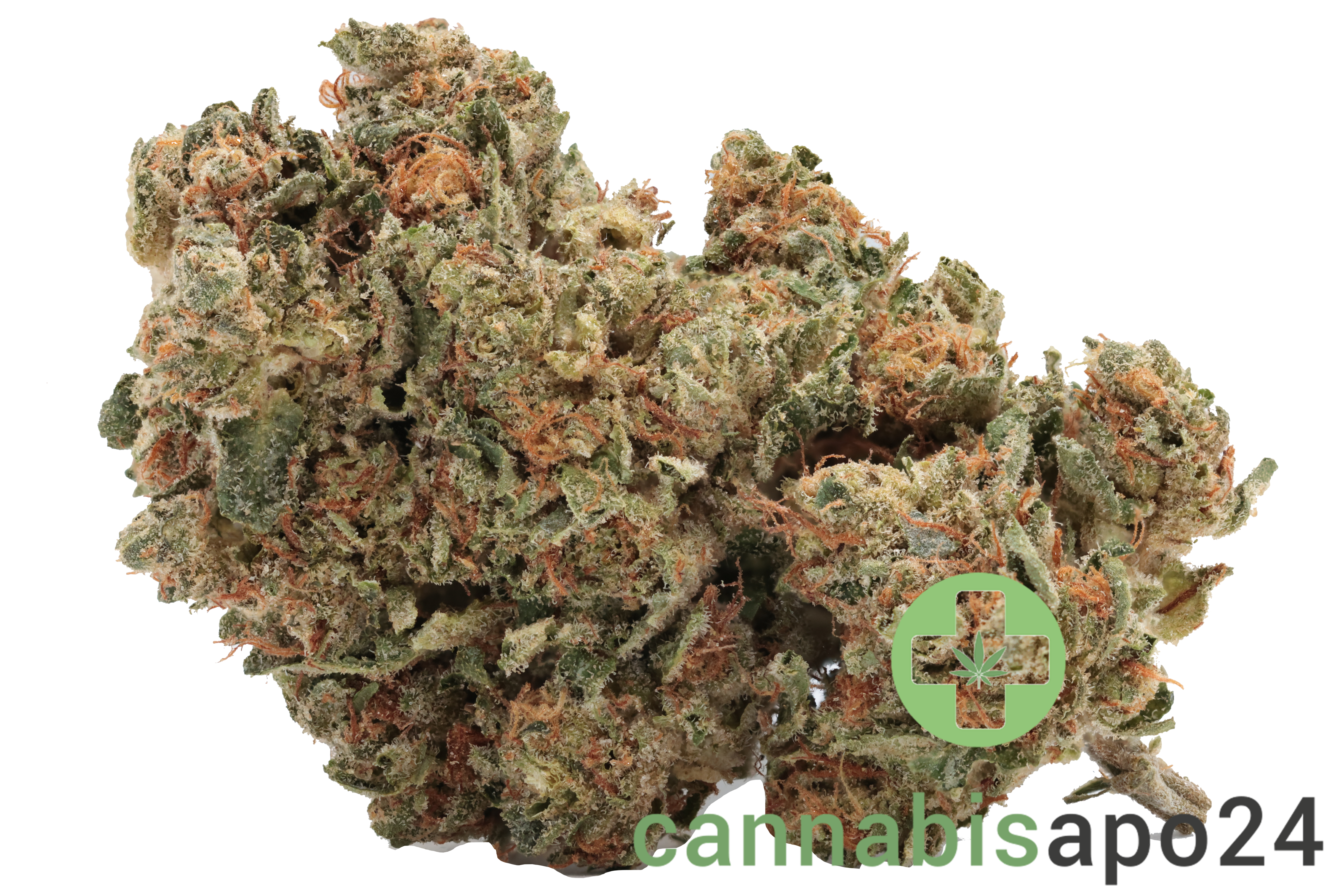 madrecan 18/1 RCH Remo Chemo