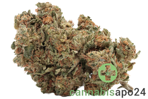 madrecan 18/1 RCH Remo Chemo
