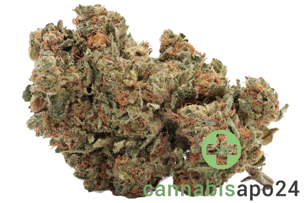 madrecan 18/1 RCH Remo Chemo