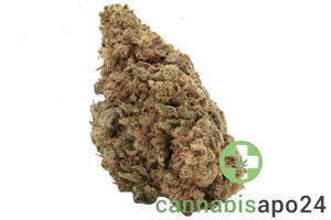 madrecan 21/1 Wonder Punch