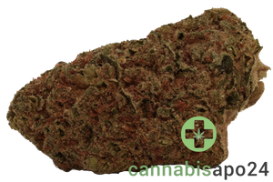 NOC AS 18 Amnesia Kush x Sherbert Sockher
