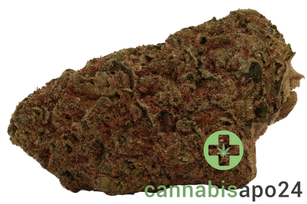 NOC AS 18 Amnesia Kush x Sherbert Sockher