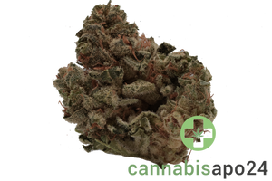Navcora THC18 Spotlight Porto - Gorilla Glue