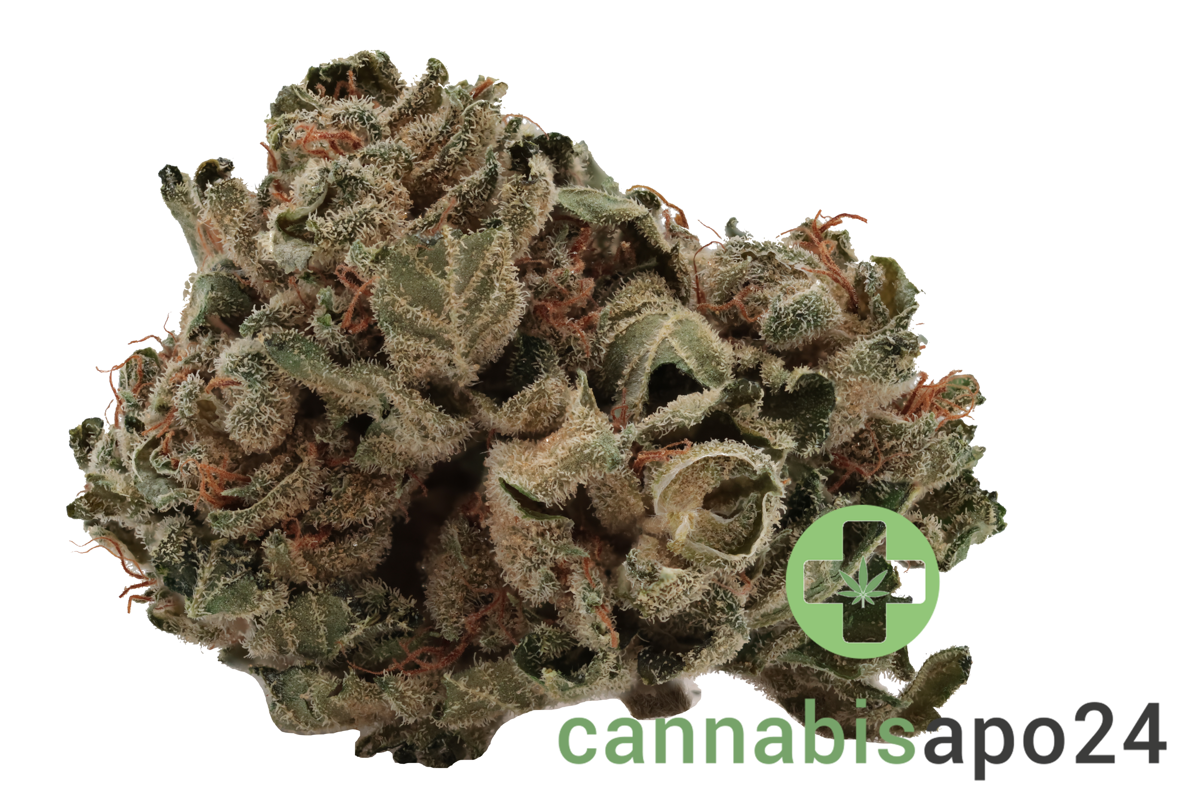 Navcora THC22 Spotlight Porto Mango