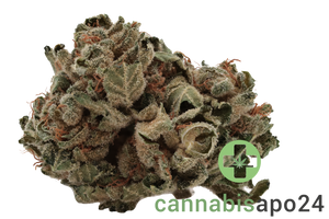 Navcora THC22 Spotlight Porto Mango