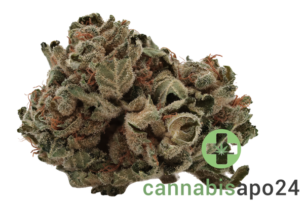 Navcora THC22 Spotlight Porto Mango