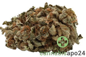 Navcora THC18 Spotlight Porto Headband