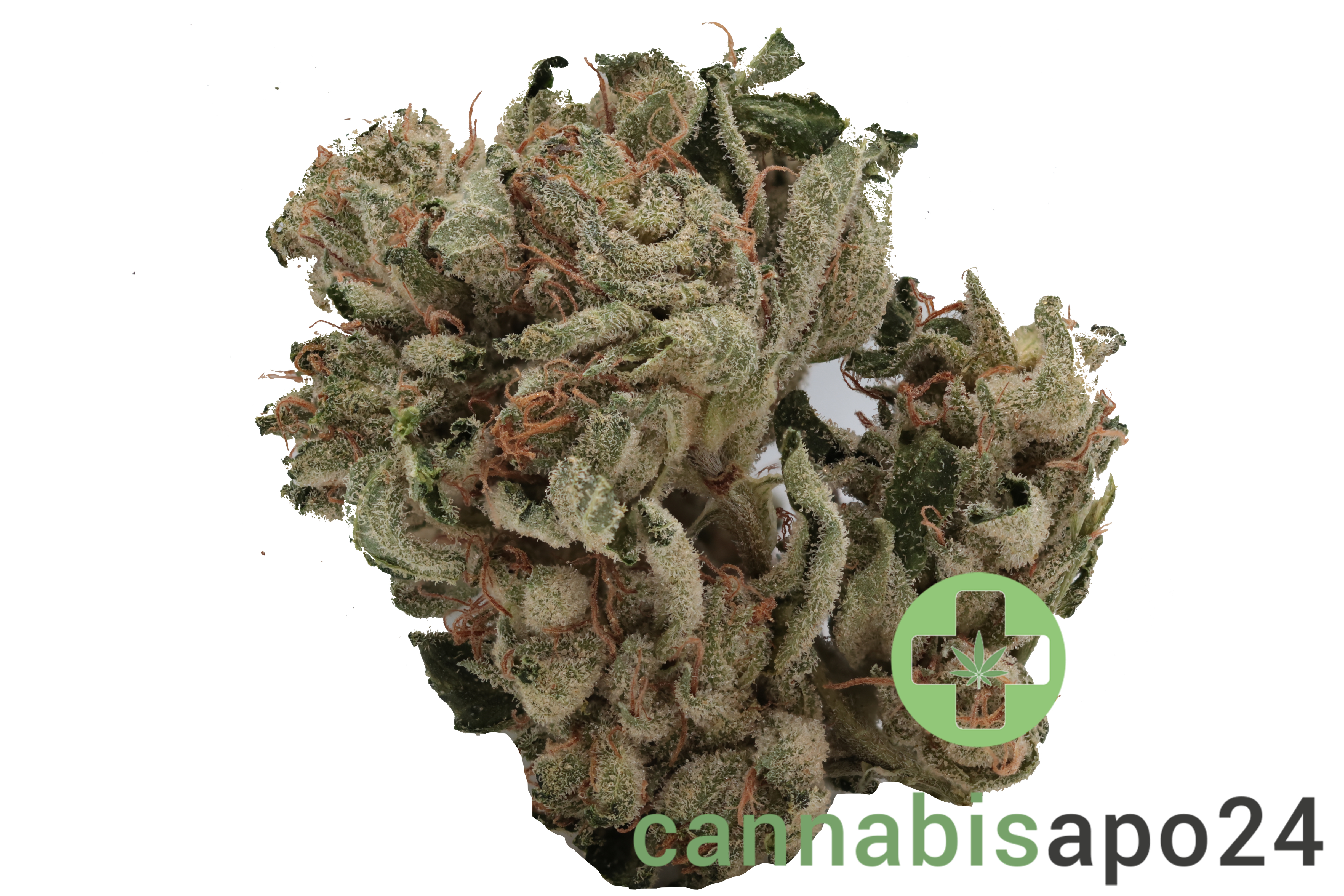 Navcora THC18 Spotlight Porto Master Kush