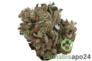 Navcora THC18 Spotlight Porto Master Kush