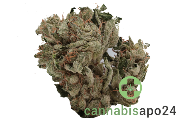 Navcora THC18 Spotlight Porto Master Kush