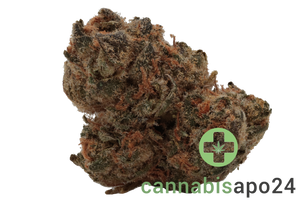 Nimbus easy 26/1 - French Cookies