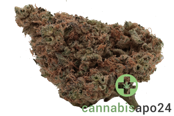Origine Nature Med 30/1 Medellin