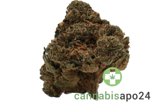 Pedanios 29/1 SRD-CA