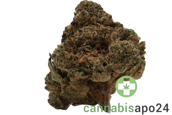 Pedanios 29/1 SRD-CA