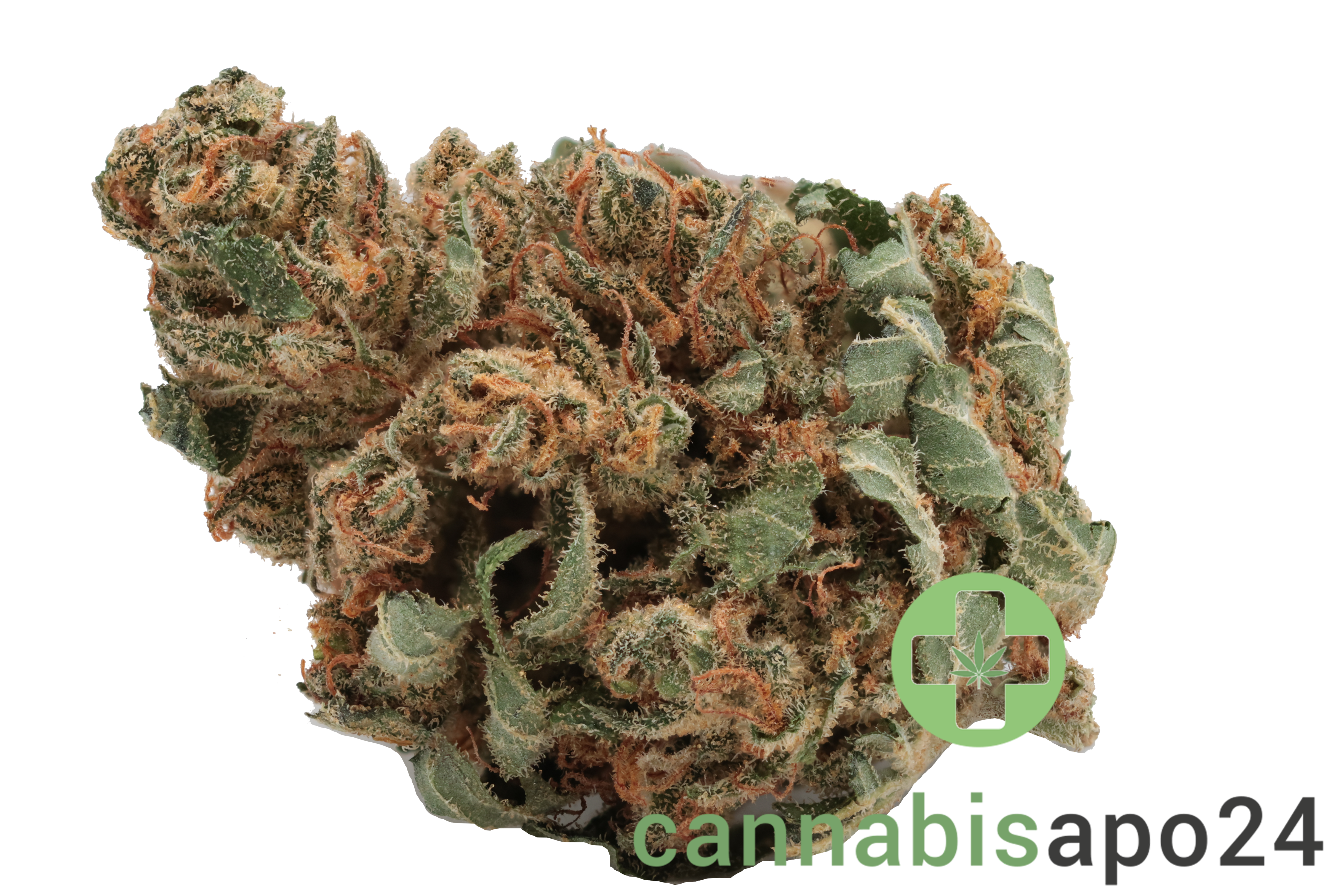 Remexian 14/1 White Widow