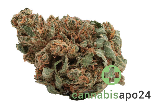 Remexian 14/1 White Widow