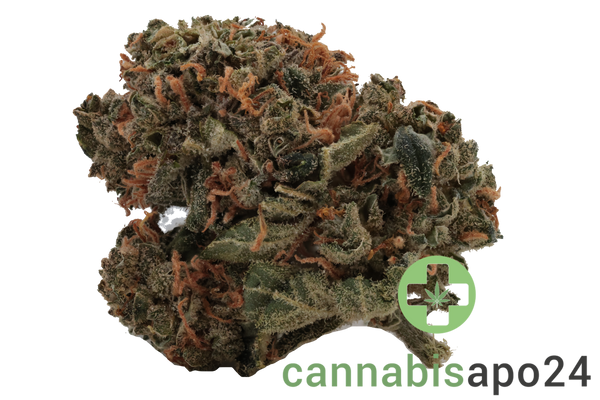 Tilray Craft 22/0 Jean Guy