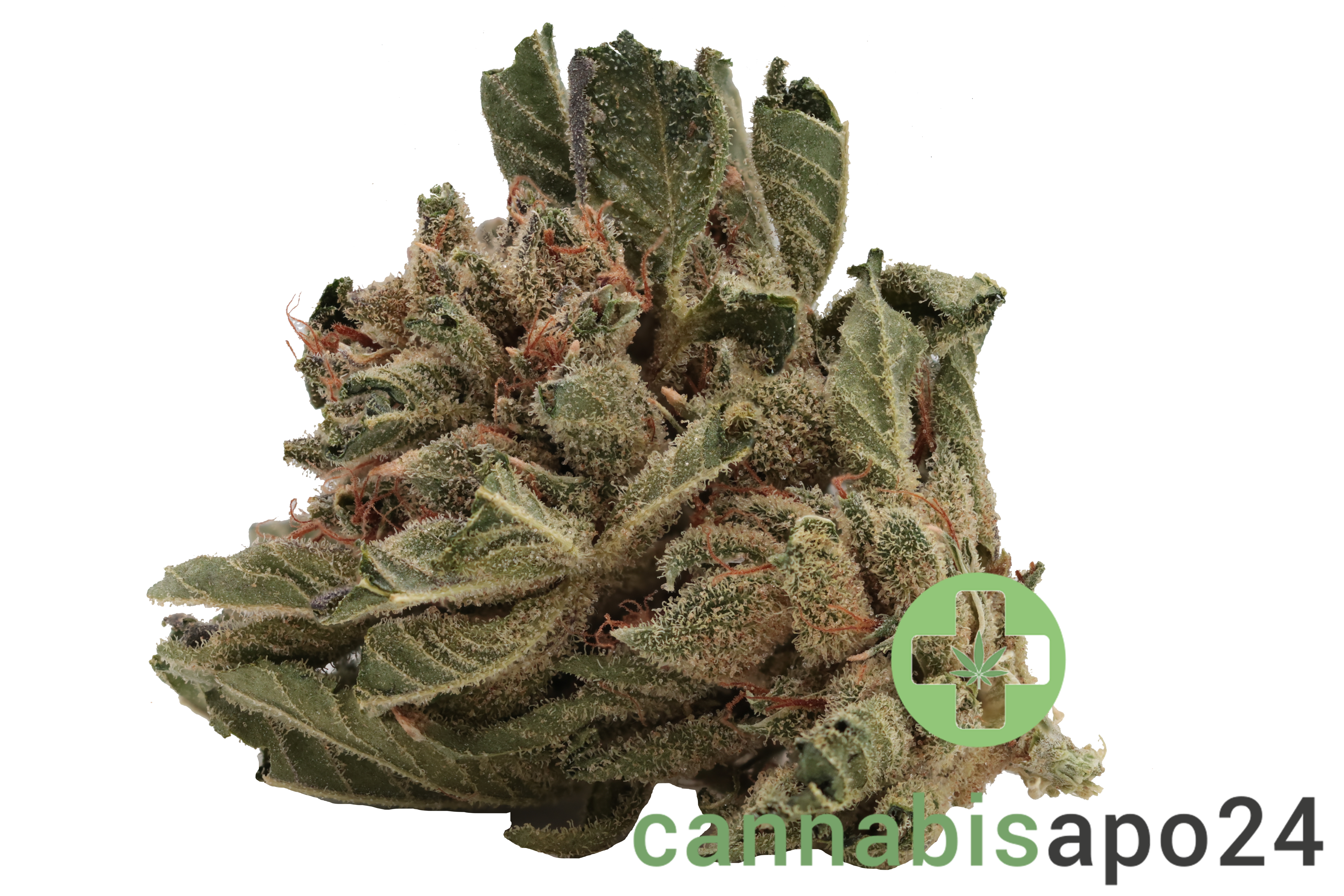 Tilray THC15 Spotlight Porto Sirius