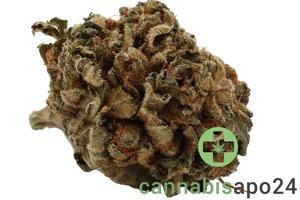 Tilray THC22 Spotlight Porto -  Galaxy Walker OG