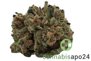Weeco 20/1 Frosted Lemon Angel